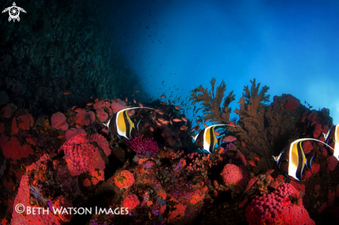 A Zanclus cornutus | Moorish Idol