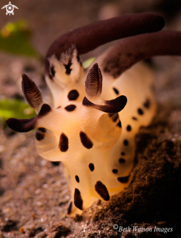 A Nudibrach