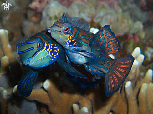 A Mandarin fish