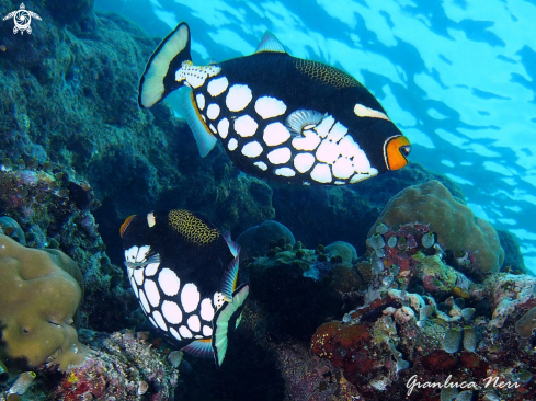 A Clown triggerfish