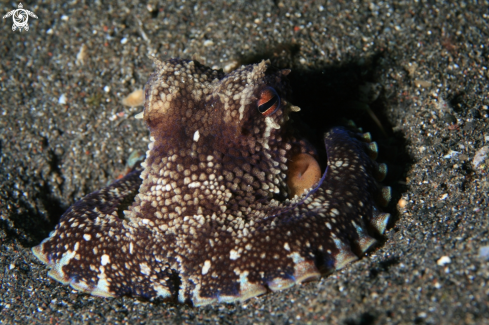 A Octopus marginatus | octopus