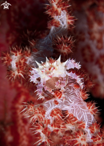A Hoplophrys oatesi | Soft Coral Crab
