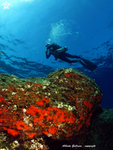 A timea unistellata | orange sponges