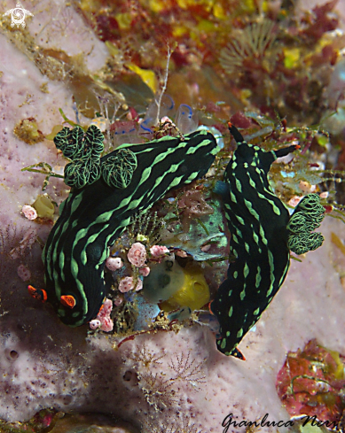 A  Nembrotha kubaryana | Nudibranch