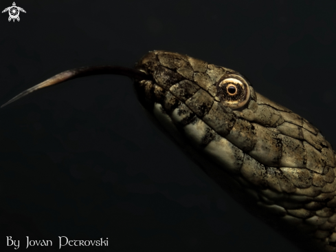 A Vodena zmija Ribarica / Water snake - Ribarica.