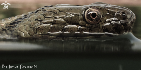 A Vodena zmija Ribarica / Water snake - Ribarica.