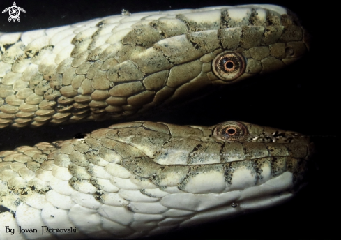 A Vodena zmija Ribarica / Water snake - Ribarica.