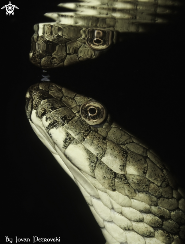 A Vodena zmija Ribarica / Water snake - Ribarica.