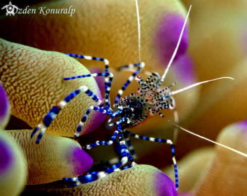 A Spotted Cleaner Shrimp 