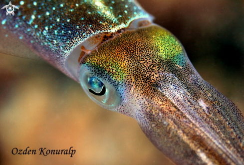 A Sepioteuthis sepioidea | Caribbean reef squid 