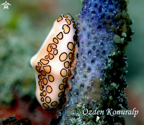 A Cyphoma gibbosum | FLAMINGO TONGUE 