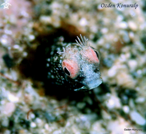 A Acanthemblemaria aspera  | roughhead blenny / male