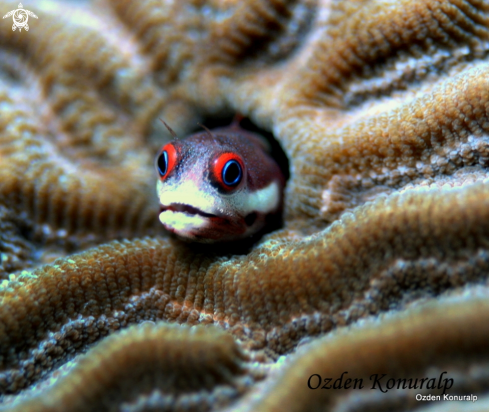 A Acanthemblemaria rivasi | Spot Jaw Blenny 