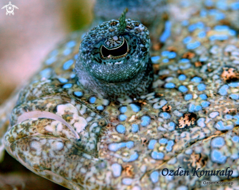 A peacock flounder