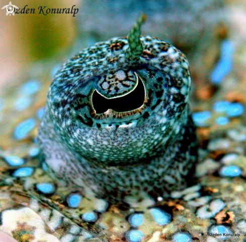 A Bothus lunatus | peacock flounder