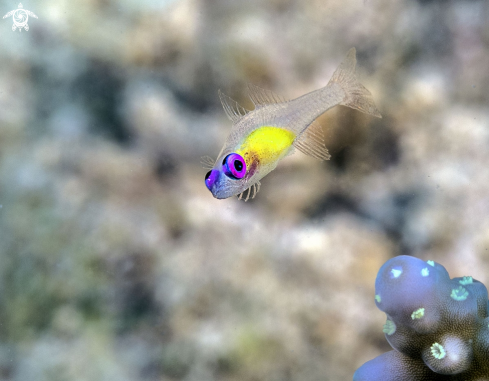 A Pinkeye Goby