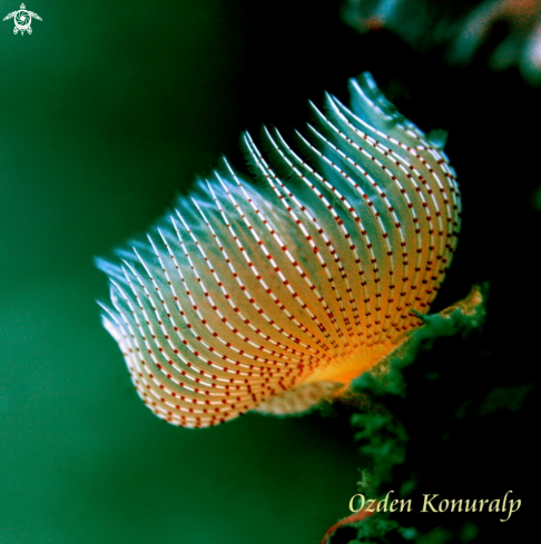 A Protula sp. | Red-Spotted Horseshoe Worm