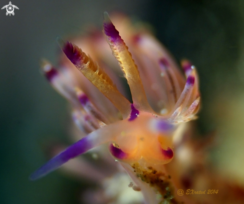 A Nudibranch