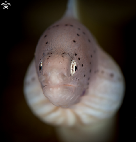 A Pepper Moray Eel