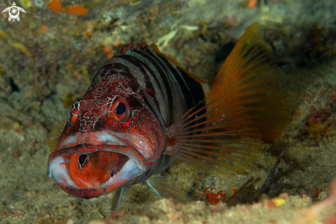 A Serranus Scriba (predatore) e Apogon imberbis (preda) | Sciarrano con in bocca Re di Triglie