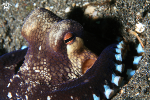 A antennarius | octopus