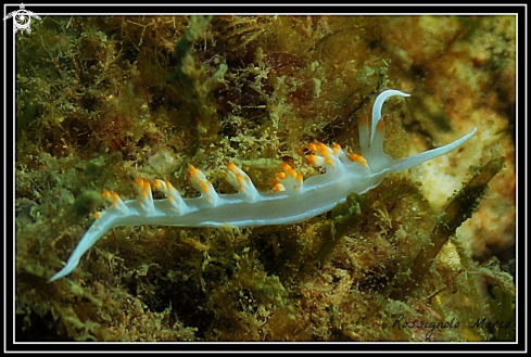 A Flabellina babai Eliot | Flabellina