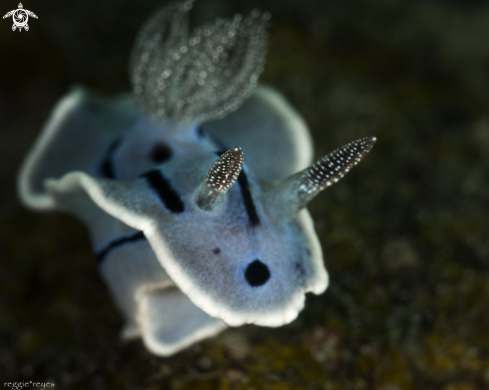 A Chromodoris Willani | Chromodoris Willani