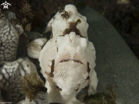 A Antennarius striatus. | Frogfish