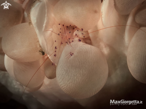 A bubble coral shrimp