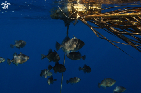 A Balistes capriscus | Pesce Porco (Balestra)