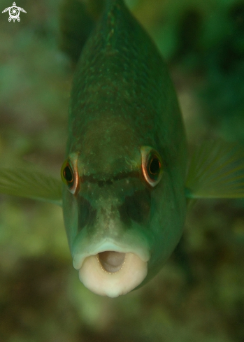 A Crenilabrus quinquemaculatus | Tordo verde