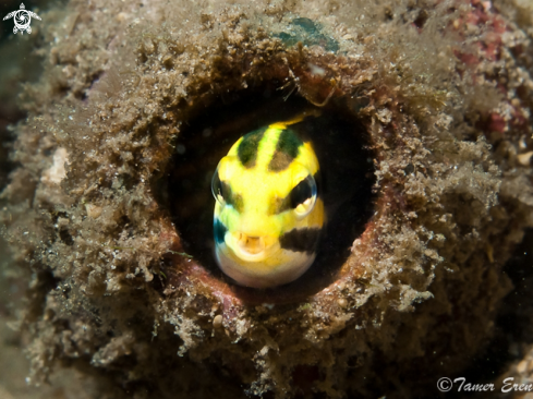 A Petroscirtes Breviceps |  Shorthead Fangblenny