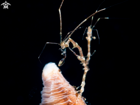 A Skeleton shrimp