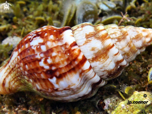 A Shell