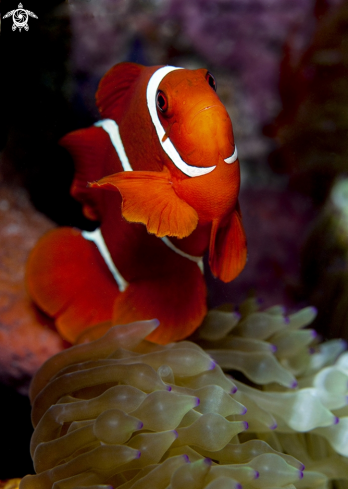 A Premnas biaculeatus | Spinecheek Anemonefish