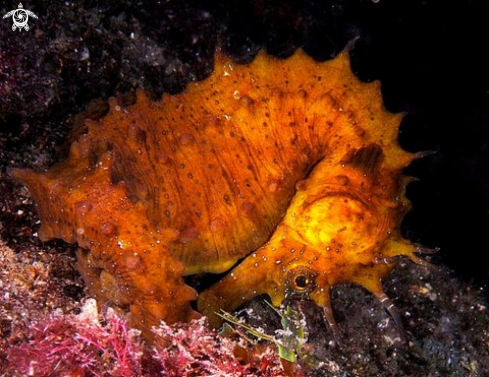 A sea horse