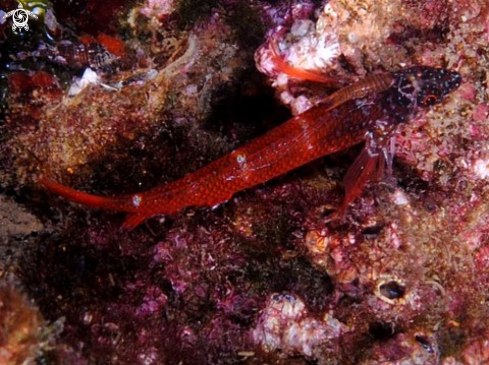 A trypterigon tripteronotus