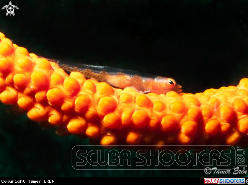 A  Wire Coral Goby