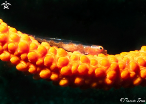 A  Wire Coral Goby