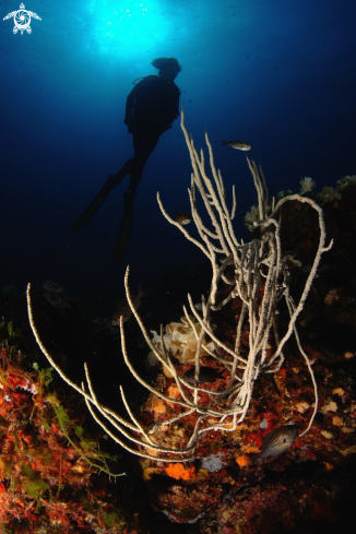 A Gorgonia bianca con Castagnole o Monachelle