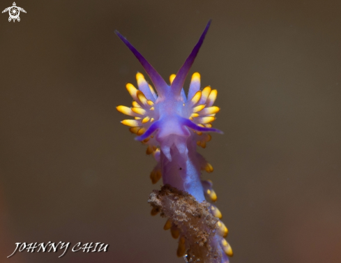 A NUDIBRANCHIA