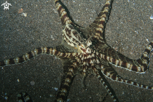 A Wunderpus photogenicus | Wonderpus Octopus