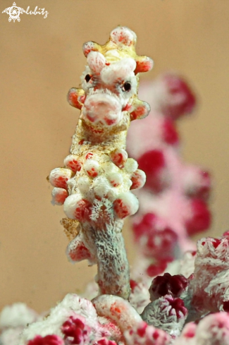 A pygmy sea horse 