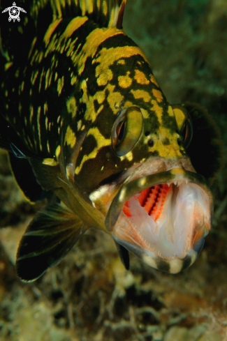 A Epinephelus margimatus | Cernia bruna