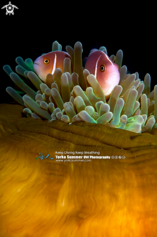 A Pink Anemonefish