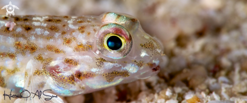 A Longspine Sandgoby