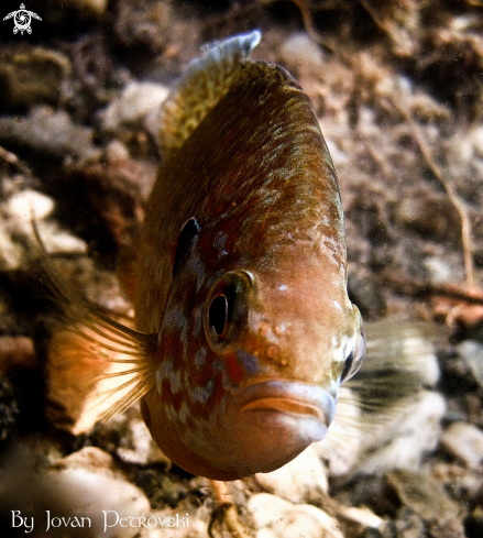 A Sunčica /  Sunfish.