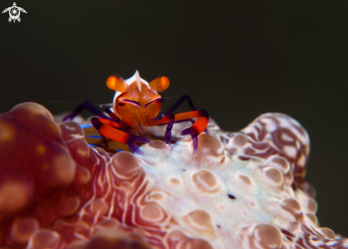 A Emperor shrimp | Emperor shrimp