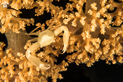 A Crowned Coral Crab