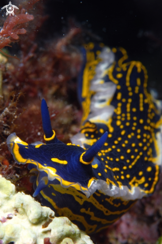 A Hypselodoris elegans  | Nudibranco